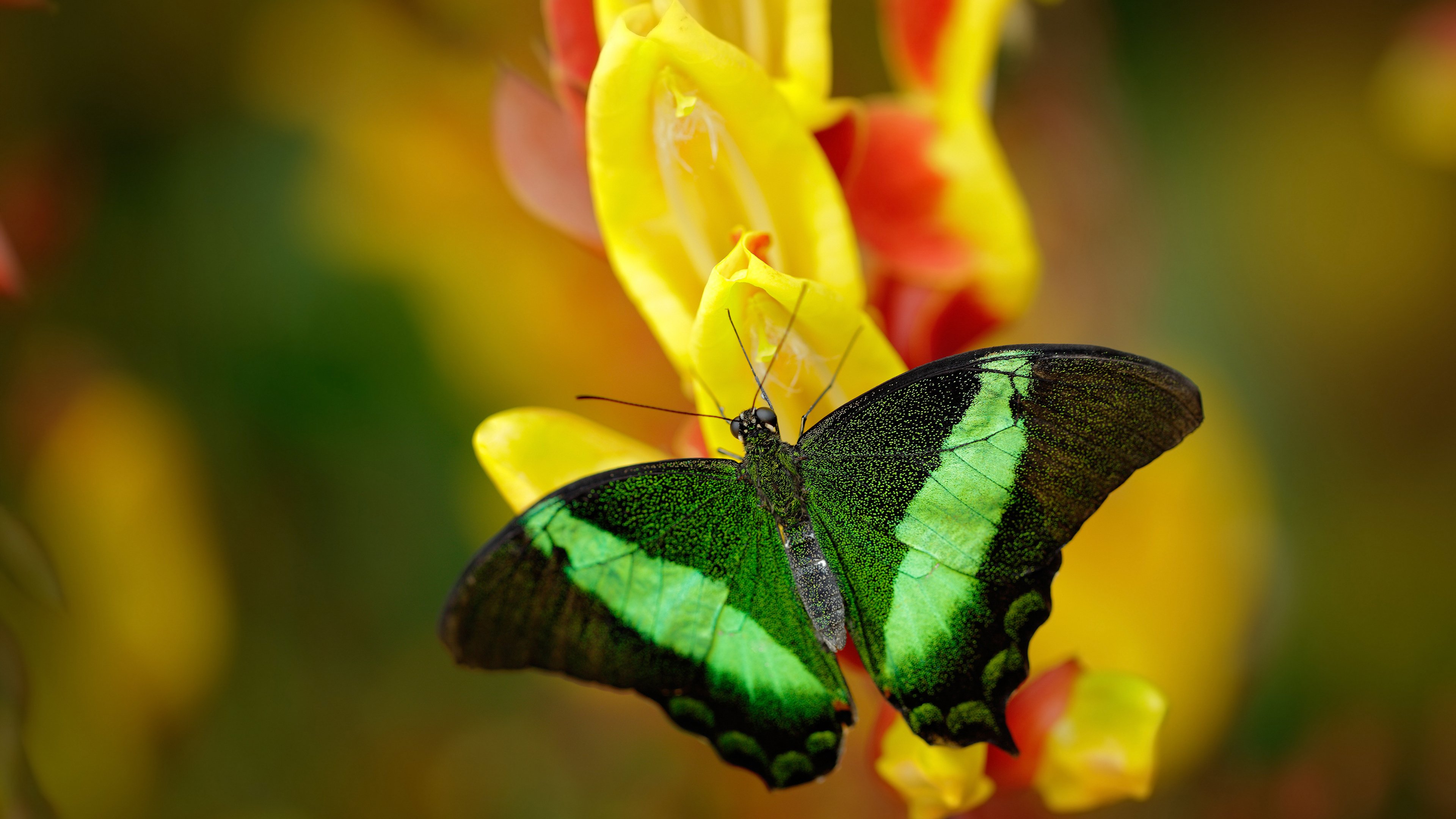 若日尼奥点射破局，英格兰铁血防守零封安哥拉